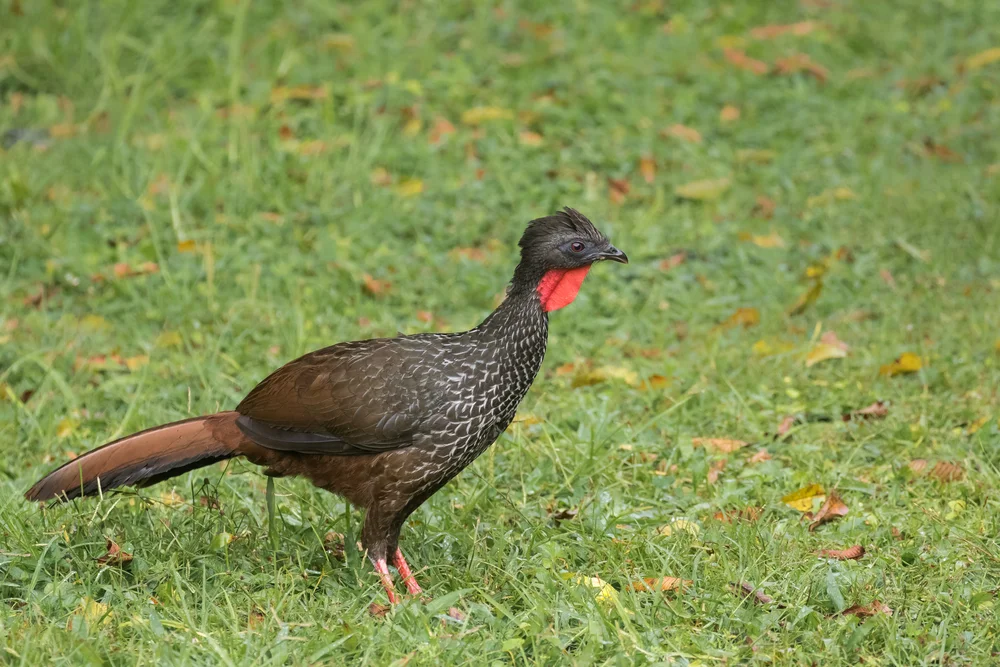 Blaugesichtguan (Penelope perspicax)
