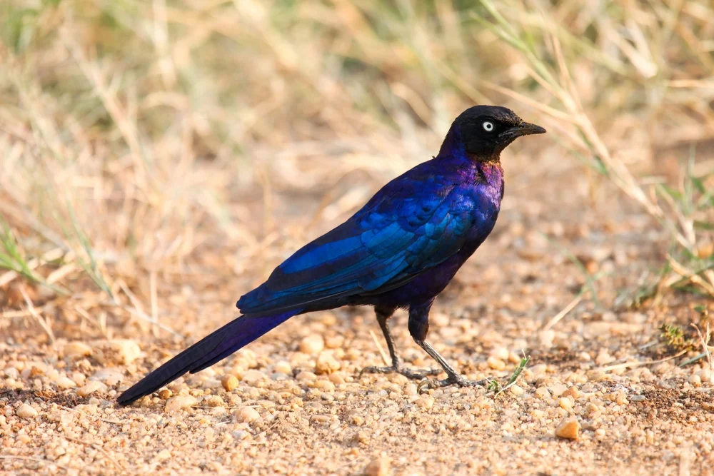 Blauglänzender Glanzstar (Lamprotornis purpuroptera)