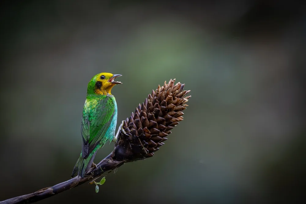 Blauglänzender Laubvogel (Chlorochrysa nitidissima)