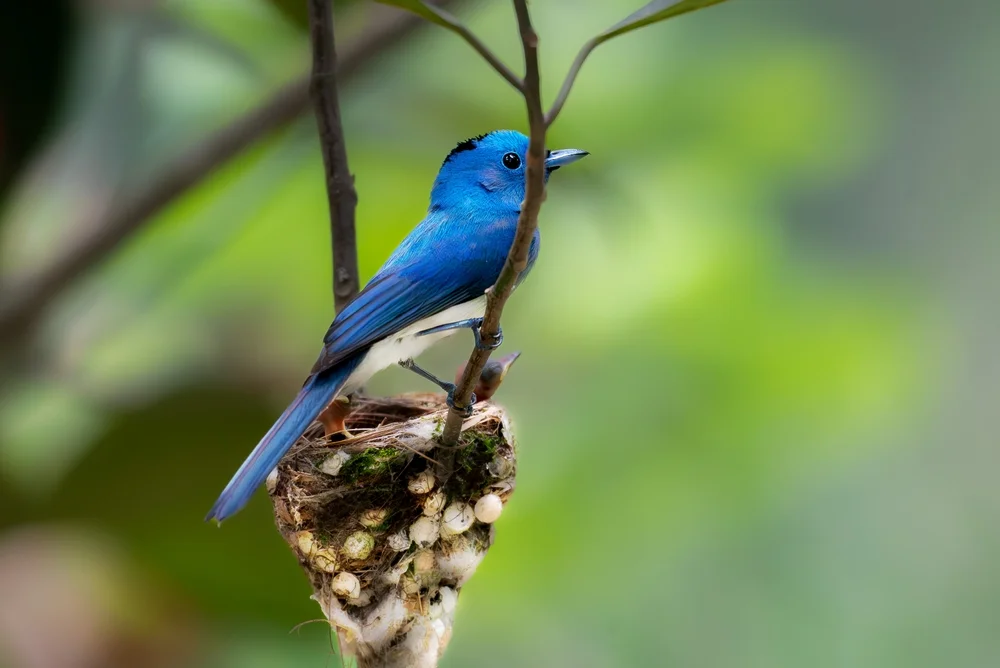 Blauglanz-Fliegenschnäpper (Hypothymis azurea)