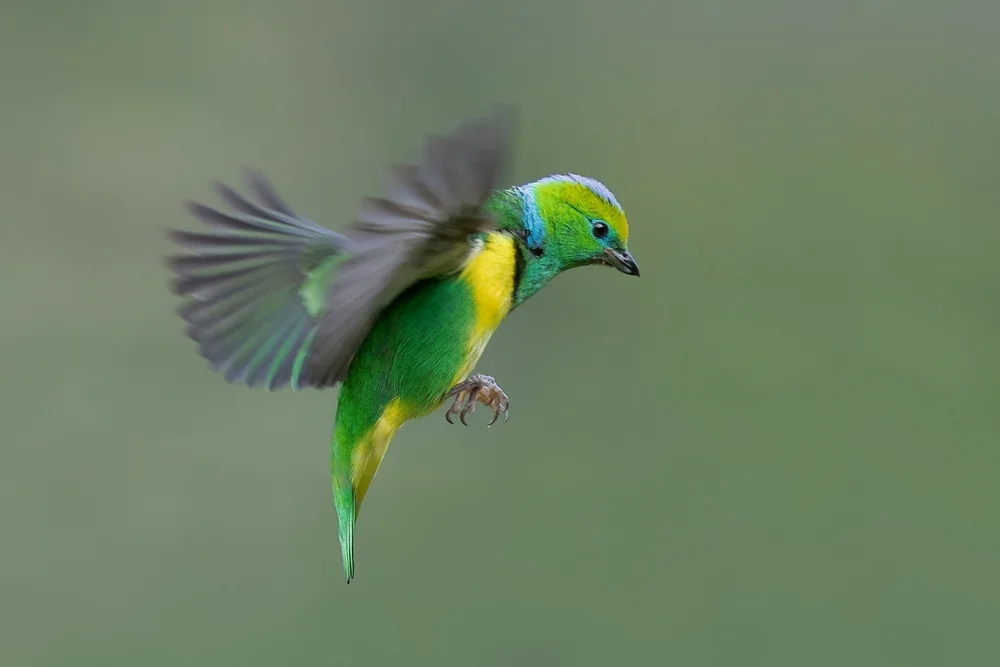Blaugold-Chlorophonia (Chlorophonia callophrys)