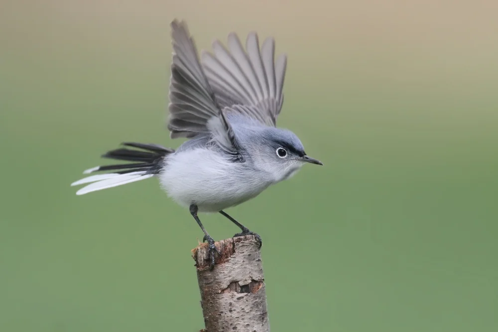 Blaugraue Grasmücke (Polioptila caerulea)