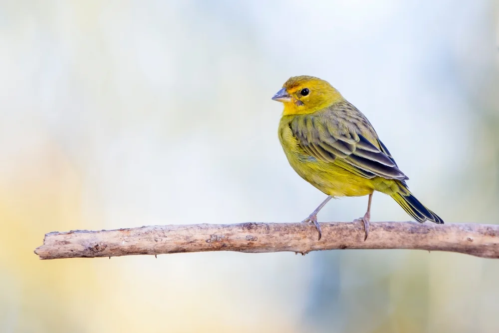 Blaugraue Markfinke (SiGlis raimondii)