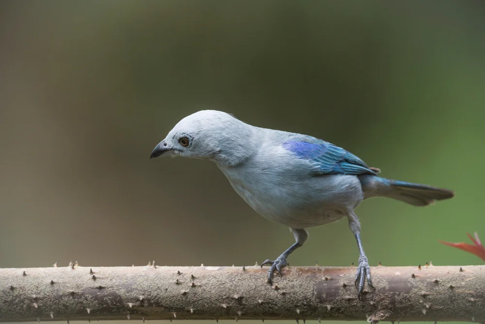 Blaugraue Tangare (Thraupis glaucocolpa)