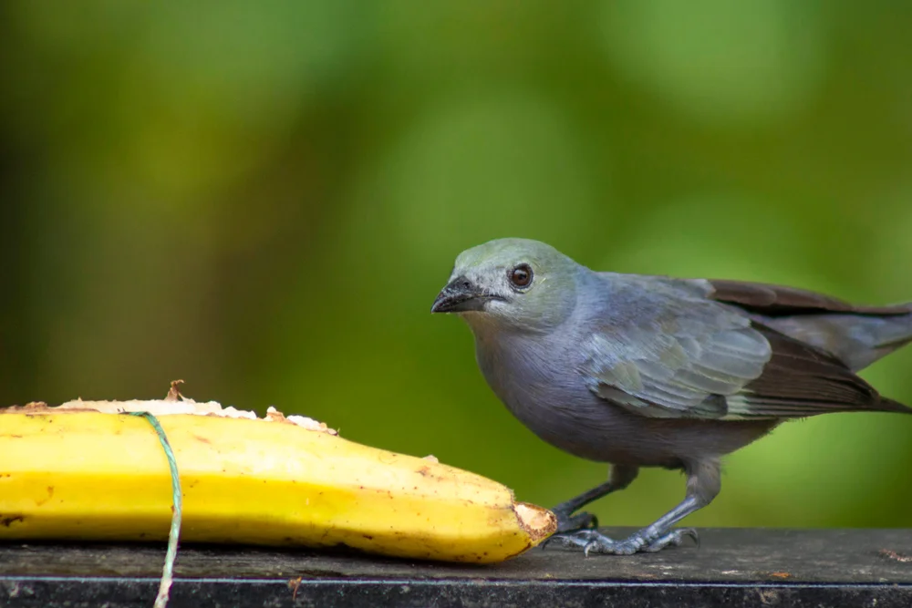 Blaugrauer Bambus-Ameisenwürger (Thamnomanes ardesiacus)