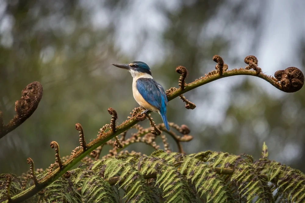 Blaugrauer Eisvogel (Todiramphus colonus)