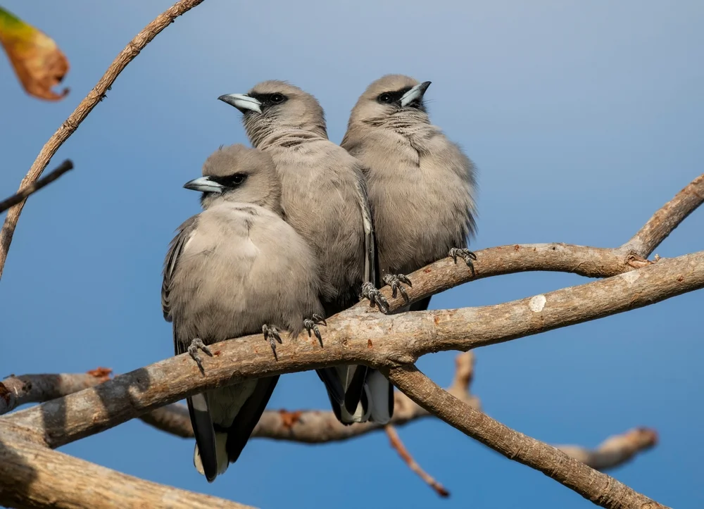 Blaugrauer Raupenfänger (Coracina caeruleogrisea)