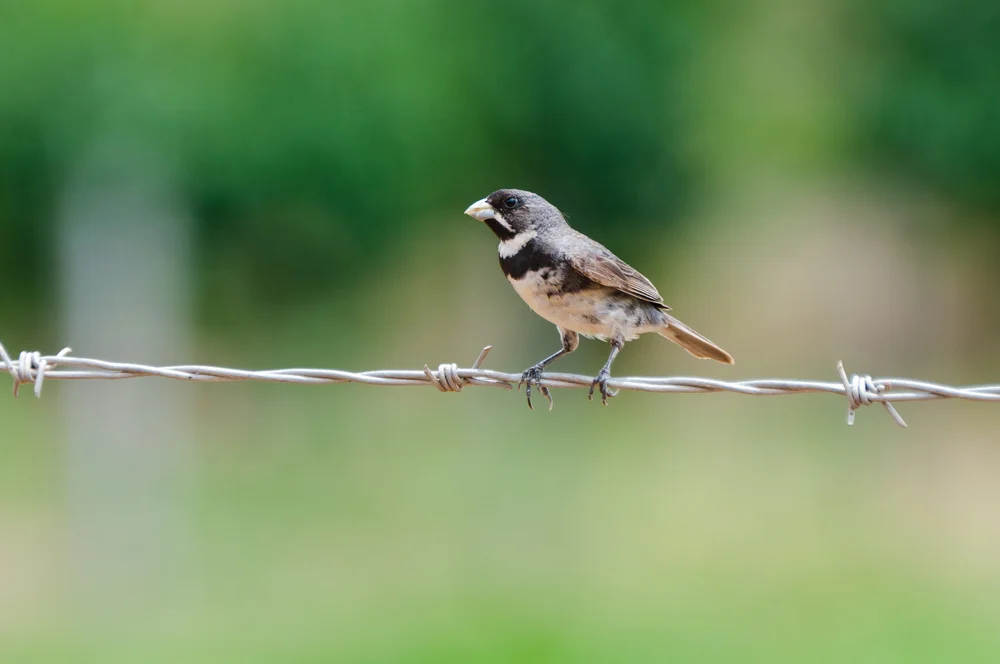 Blaugrauer Saatknospf (Sporophila caerulescens)