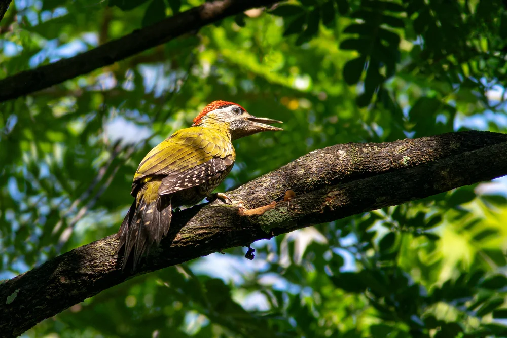 Blaugrüner Specht (Picus viridanus)
