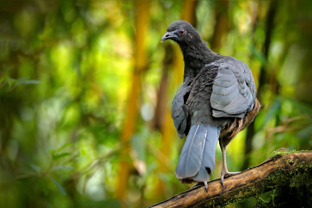 Blauguan (Chamaepetes unicolor)