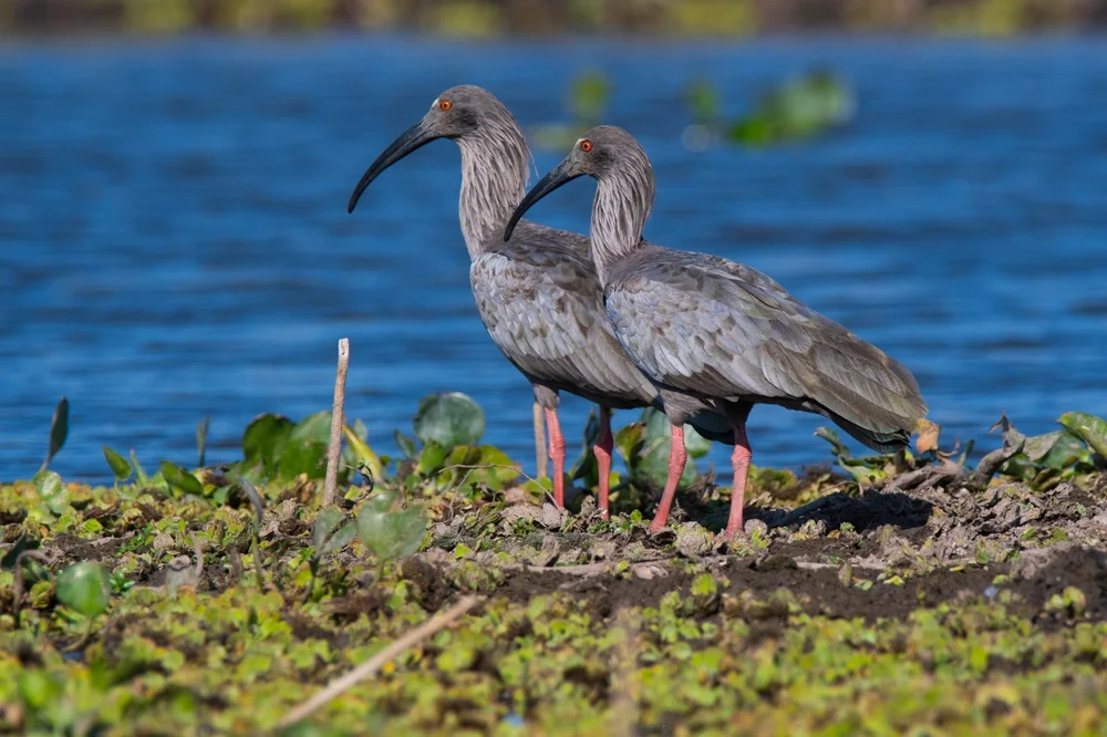 Blauhals-Lappenibis (Theristicus caerulescens)