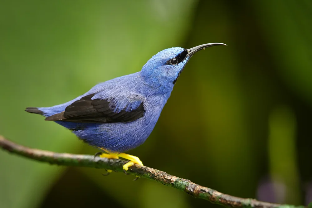 Blauhonigfresser (Cyanerpes caeruleus)