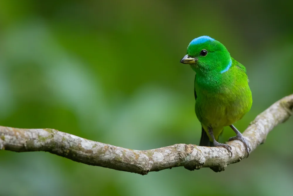 Blaukappen-Chlorophonia (Chlorophonia occipitalis)