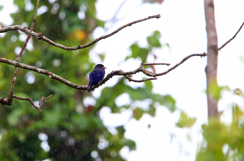 Blaukehl-Dollarvogel (Eurystomus azureus)