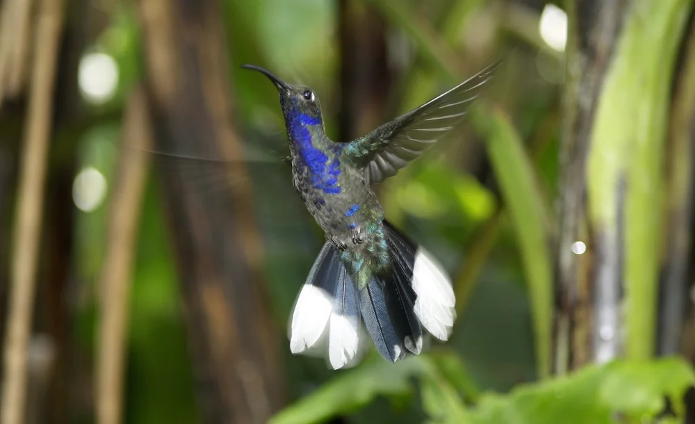 Blaukehl-Goldhähnchen (Chrysuronia coeruleogularis)