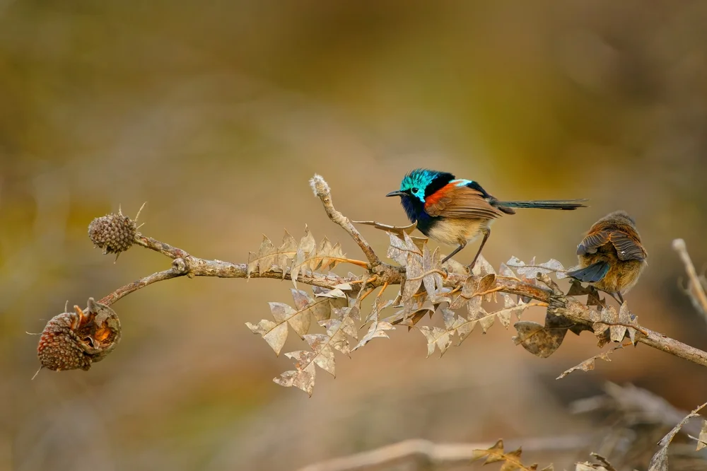Blaukehliger Staffelschweif (Malurus assimilis)