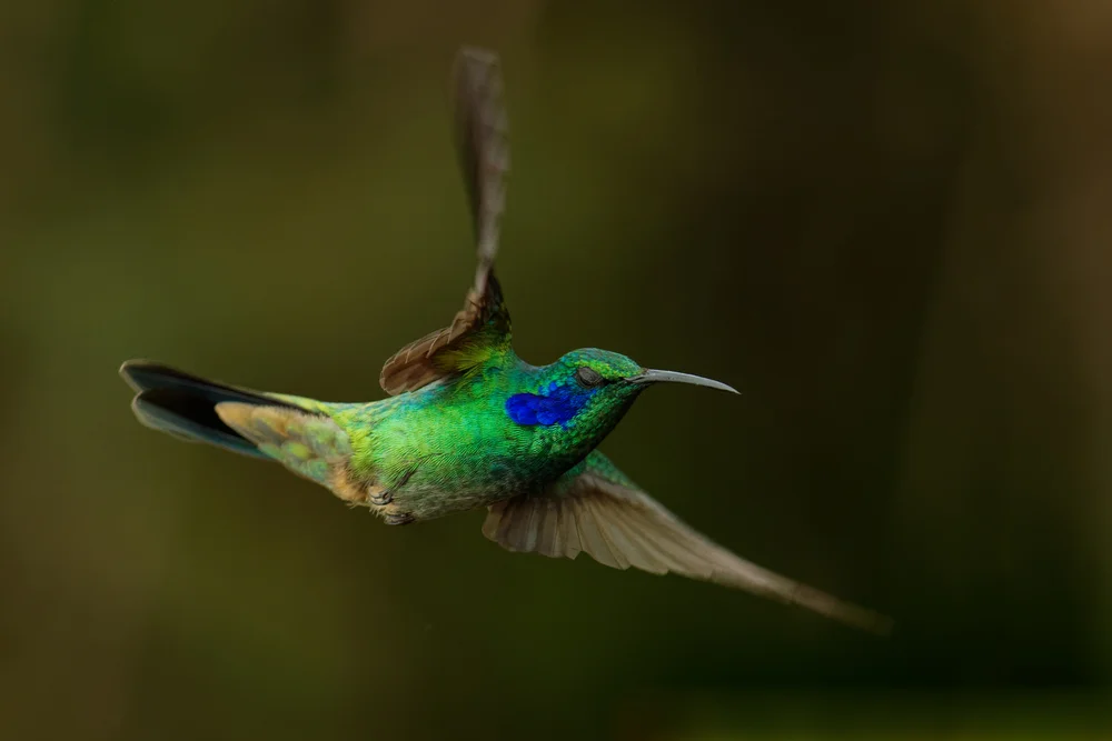 Blaukehlkolibri (Colibri cyanotus)