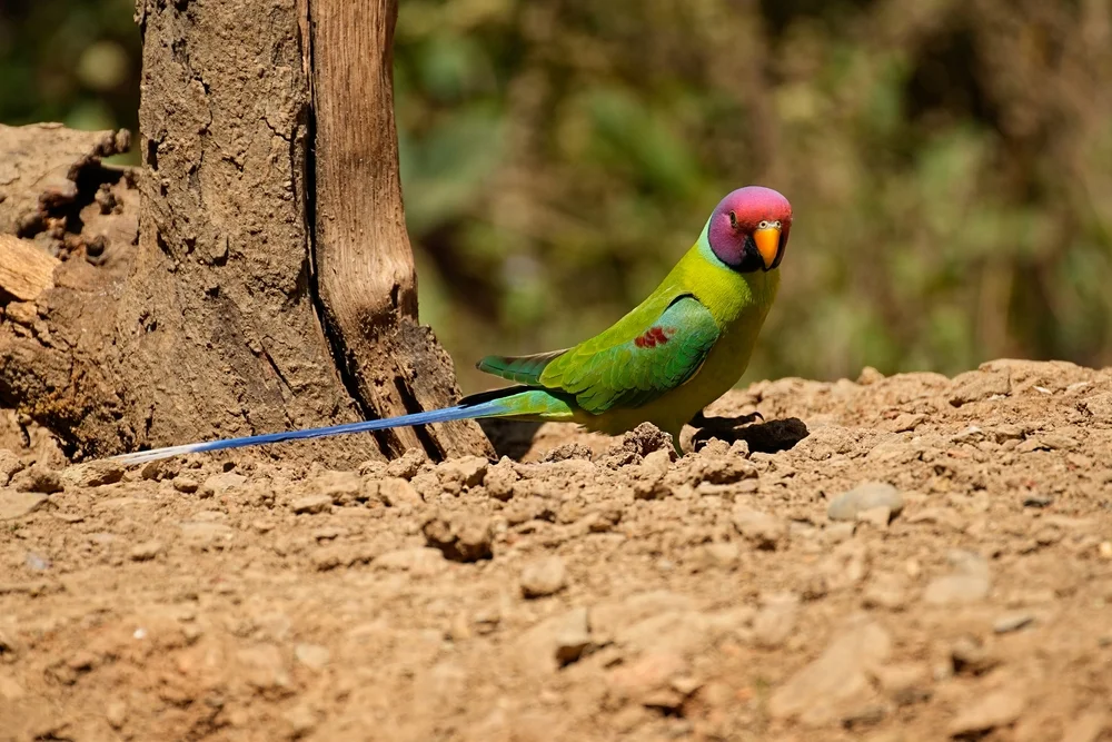 Blauköpfchen-Prachtsittich (Psittacula cyanocephala)