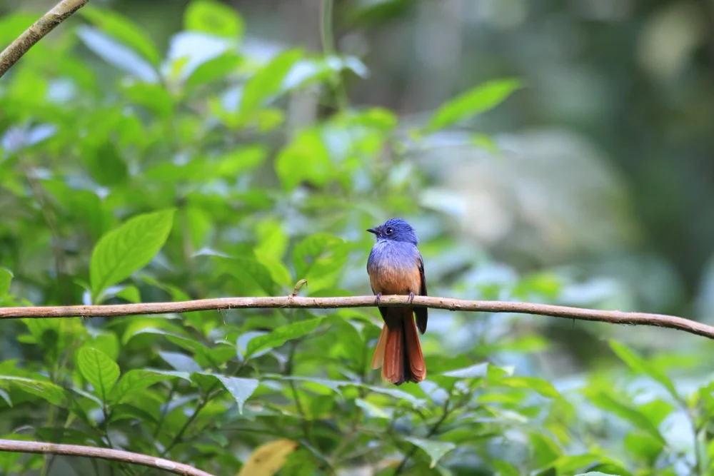Blaukopf-Fächerschwanz (Rhipidura cyanvceps)