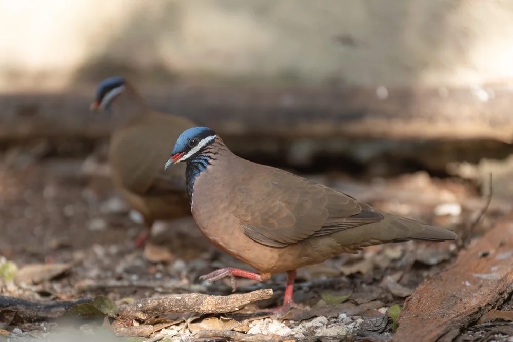 Blaukopf-Fruchttaube (Starnoenas cyanocephala)
