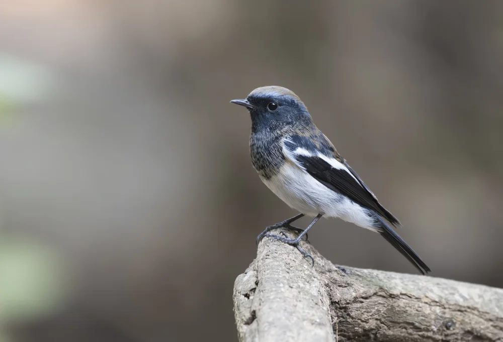 Blaukopf-Grasmücke (Phoenicurus caeruleocephala)
