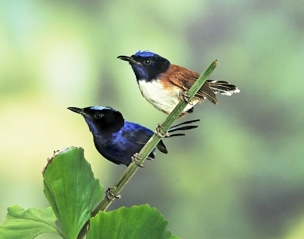 Blaukopf-Staffelschweif (Malurus cyanocephalus)