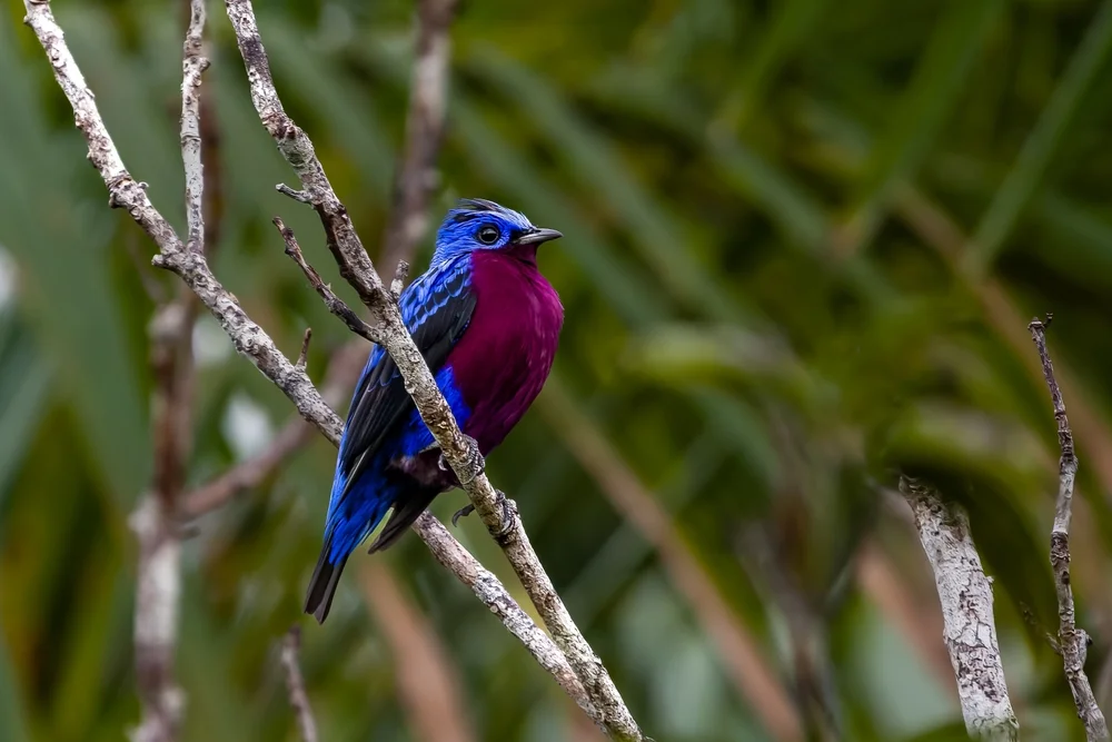 Blaukotinga (Cotinga cotinga)