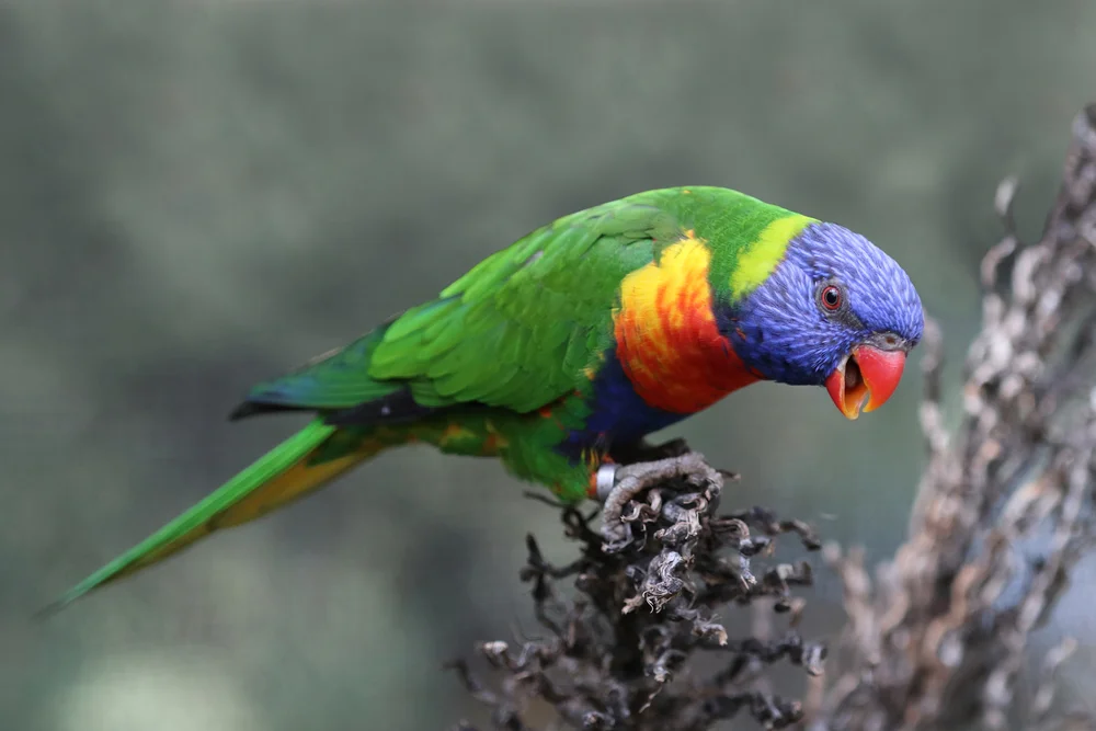 Blaukrönchen-Lori (Trichoglossus moluccanus)