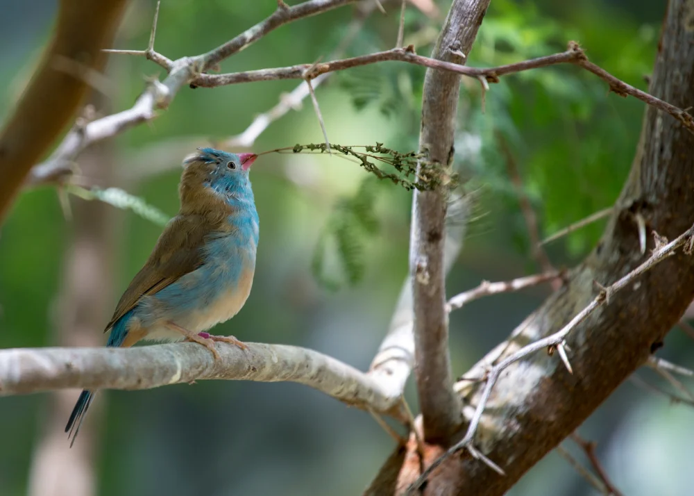 Blaunacken-Nektarvogel (Uraeginthus cyanocephalus)