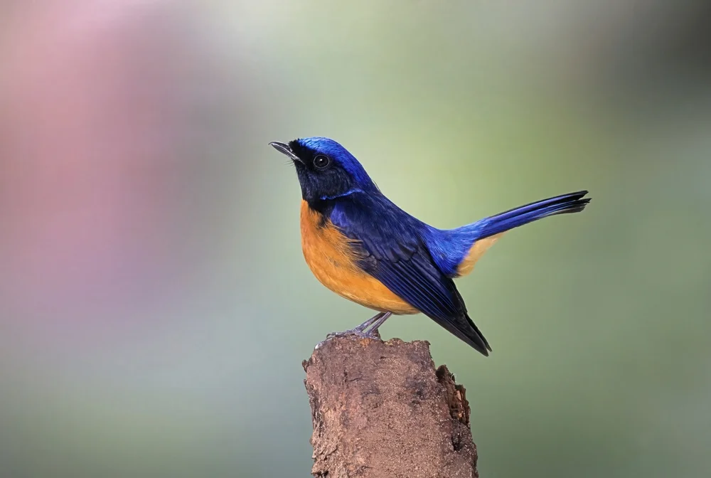 Blaunacken-Niltava (Niltava sumatrana)