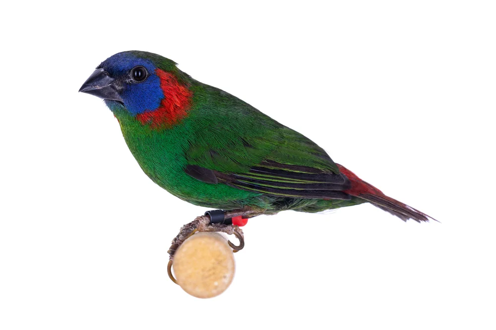 Blaunacken-Prachtfink (Erythrura coloria)