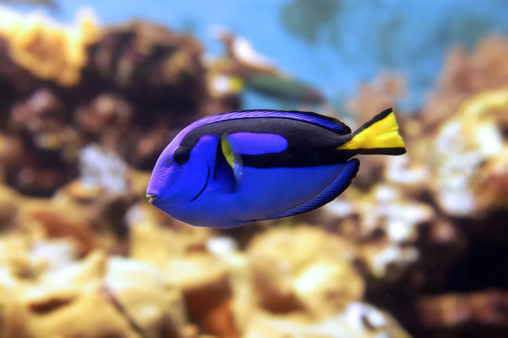 Blaupunkt-Doktorfisch (Paracanthurus hepatus)