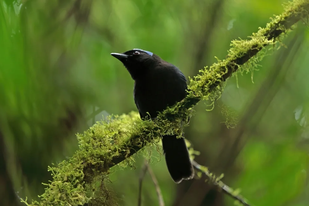 Blauraben-Häher (Cyanolyca cucullata)