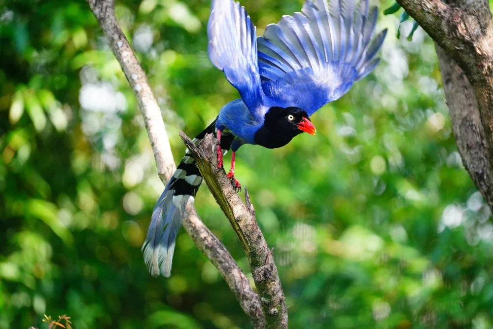 Blauracke (Urocissa caerulea)