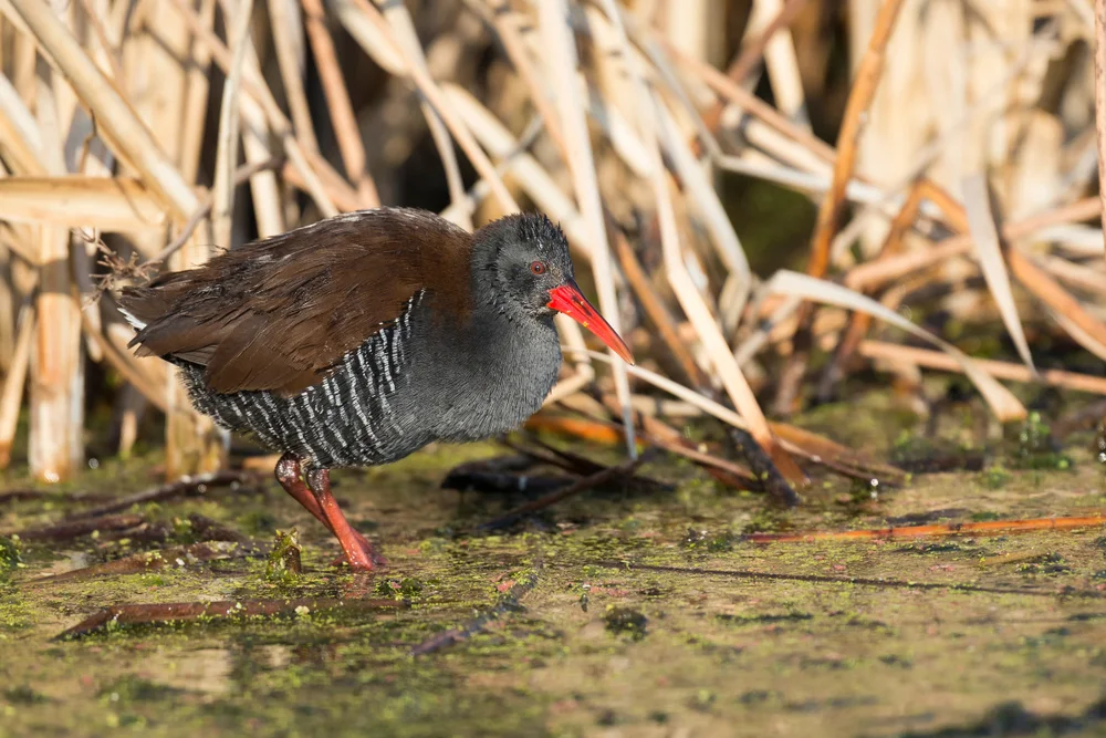 Blauralle (Rallus caerulescens)