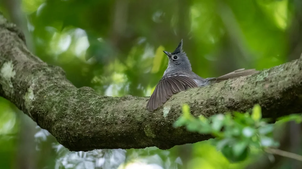 Blauschimmerkolibri (Trochocercus nitens)