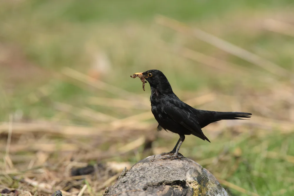 Blauschnabeltyrann (Knipolegus cyanirostris)