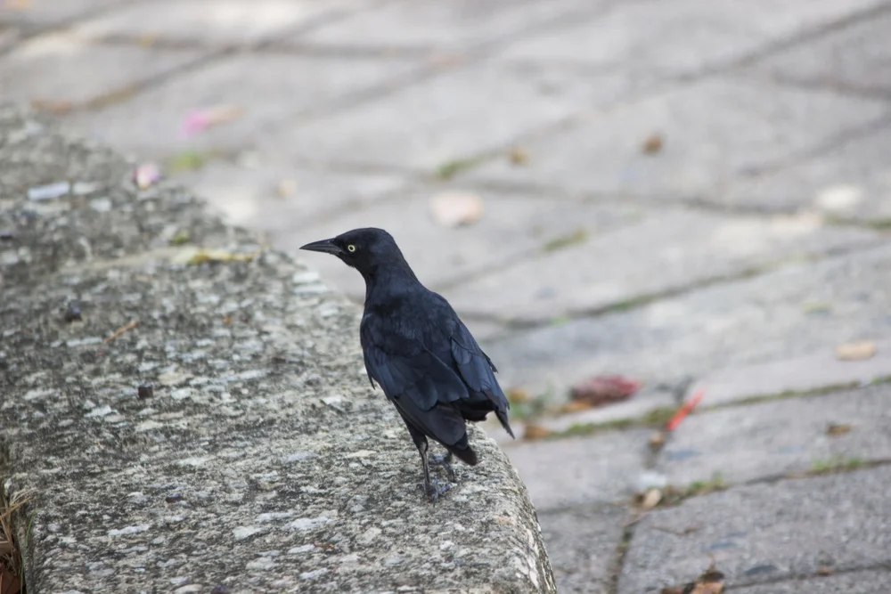 Blauschopfkuckuck (Centropus chalybeus)