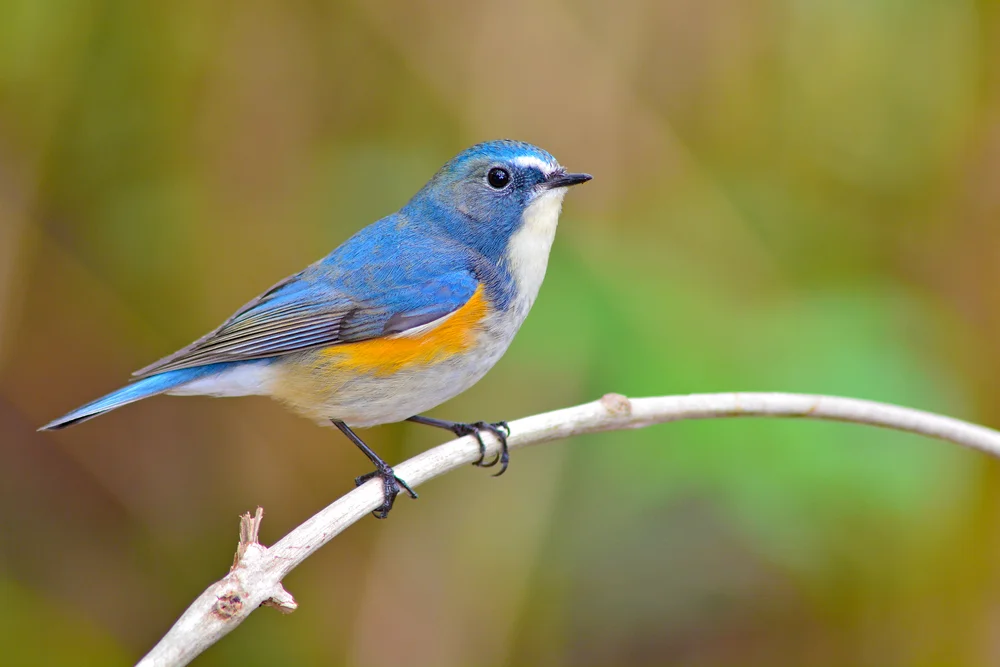 Blauschwanz-Drossel (Tarsiger cyanurus)