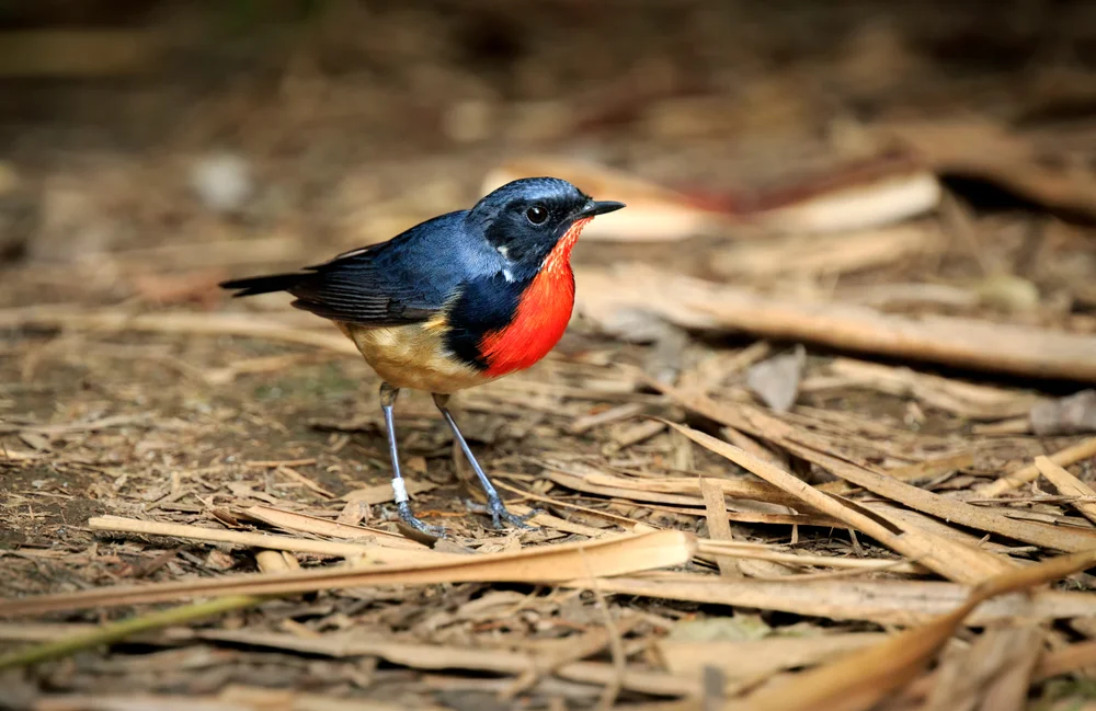Blauschwanz-Nachtigall (Luscinia pectardens)