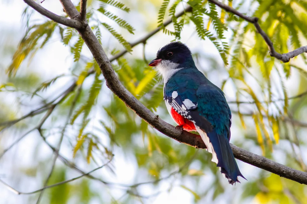 Blauschwanz-Schattenkolibri (Priotelus temnurus)