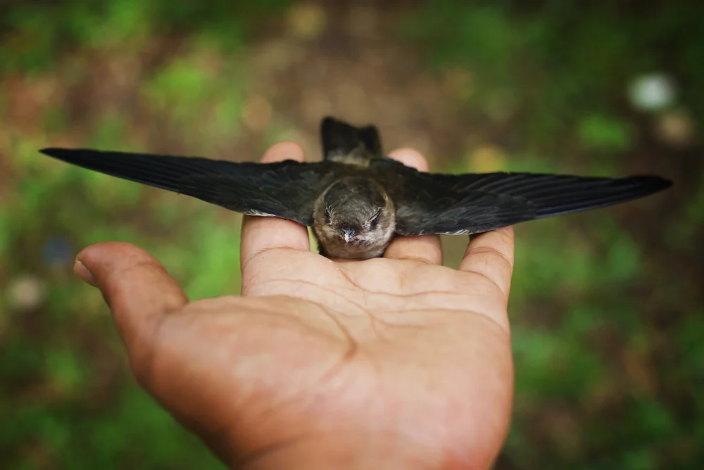 Blauschwarze Rauchsvalbe (Psalidoprocne pristoptera)