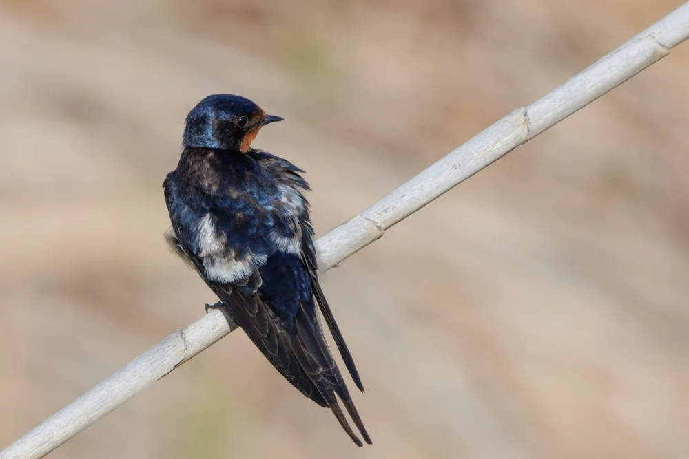 Blauschwarze Schwalbe (Hirundo atrocaerulea)