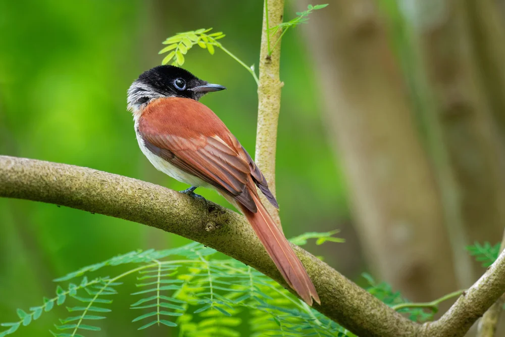 Blauschwarzer Paradiesmonarch (Terpsiphone atrochalybeia)