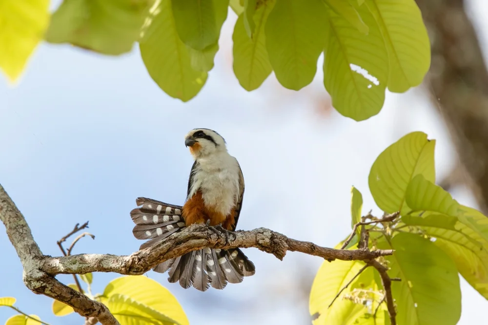 Blausperber (Microhierax caerulescens)
