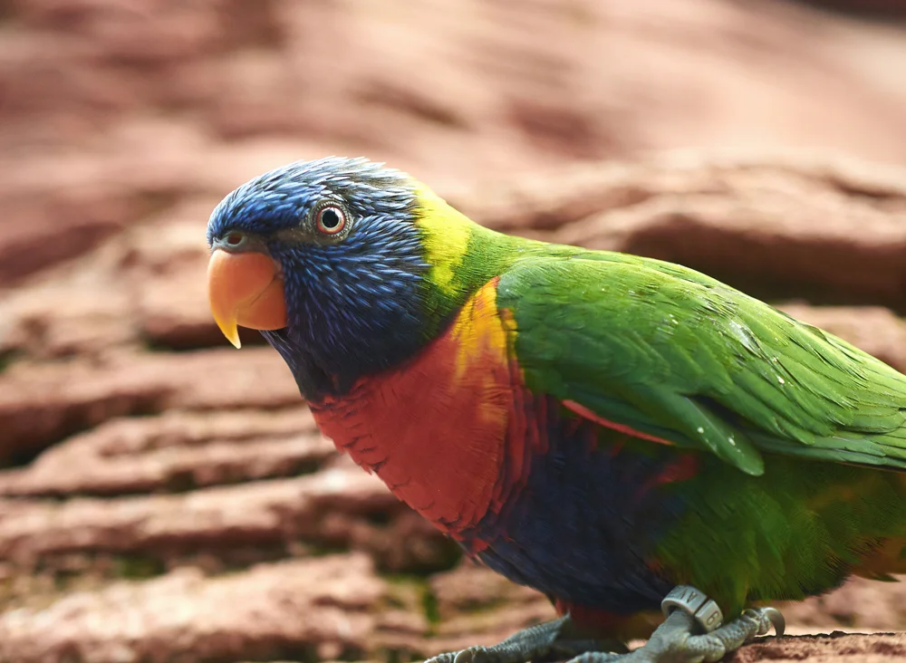 Blaustirn-Prachtlippen (Charmosyna toxopei)