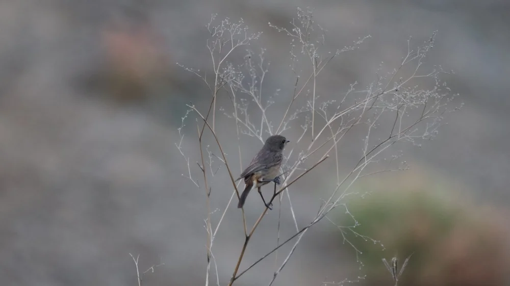 Blaustreifen-Halbedelfisch (Colorhamphus parvirostris)