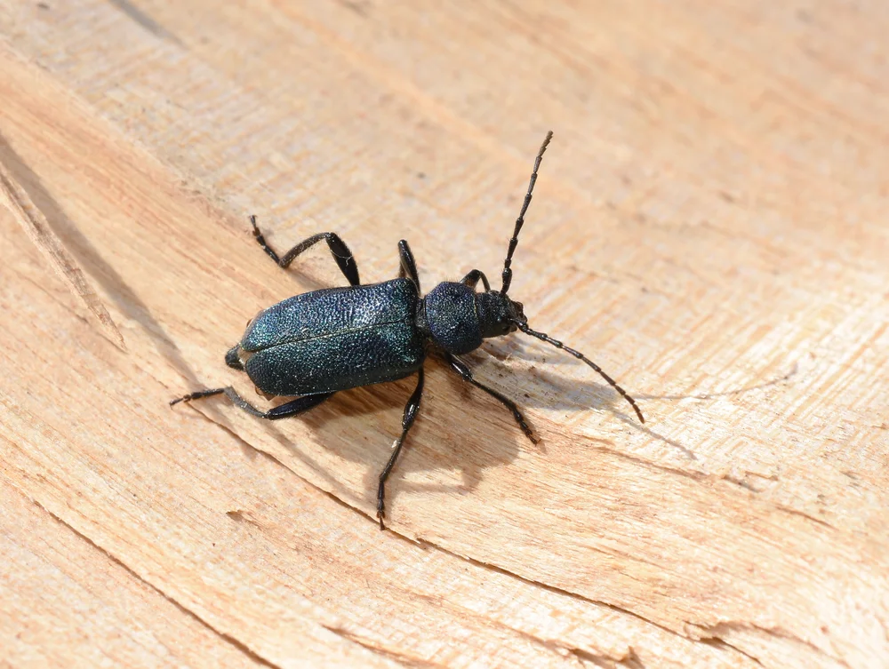 Blauvioletter Scheibenbock