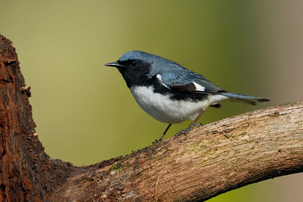 Blauwaldsänger (Setophaga caerulescens)