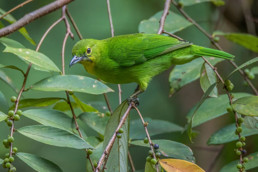 Blauwangen-Blattvogel (Lesser Green Leafbird)